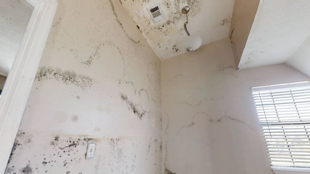 Best Attic Mold Removal  in Wallace, FL