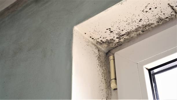 Best Mold Documentation for Insurance Claims  in Wallace, FL