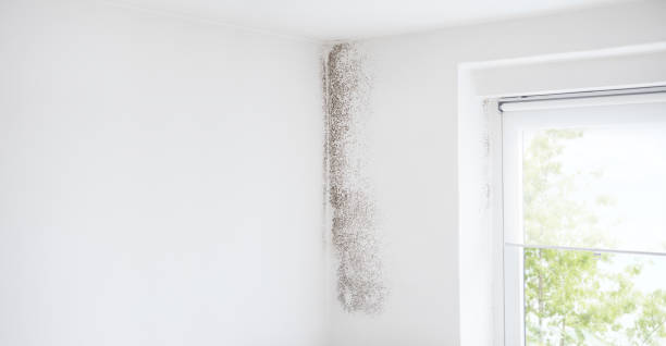 Best Mold Odor Removal Services  in Wallace, FL
