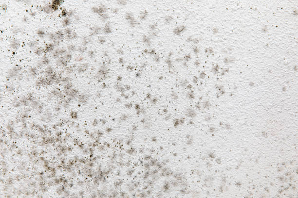 Mold Removal for HVAC Installations in Wallace, FL