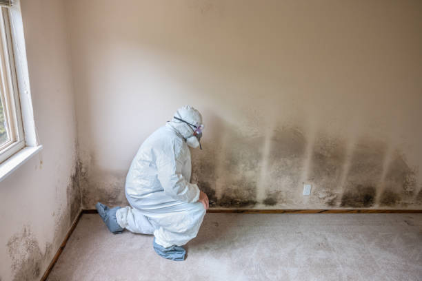 Best Emergency Mold Remediation  in Wallace, FL